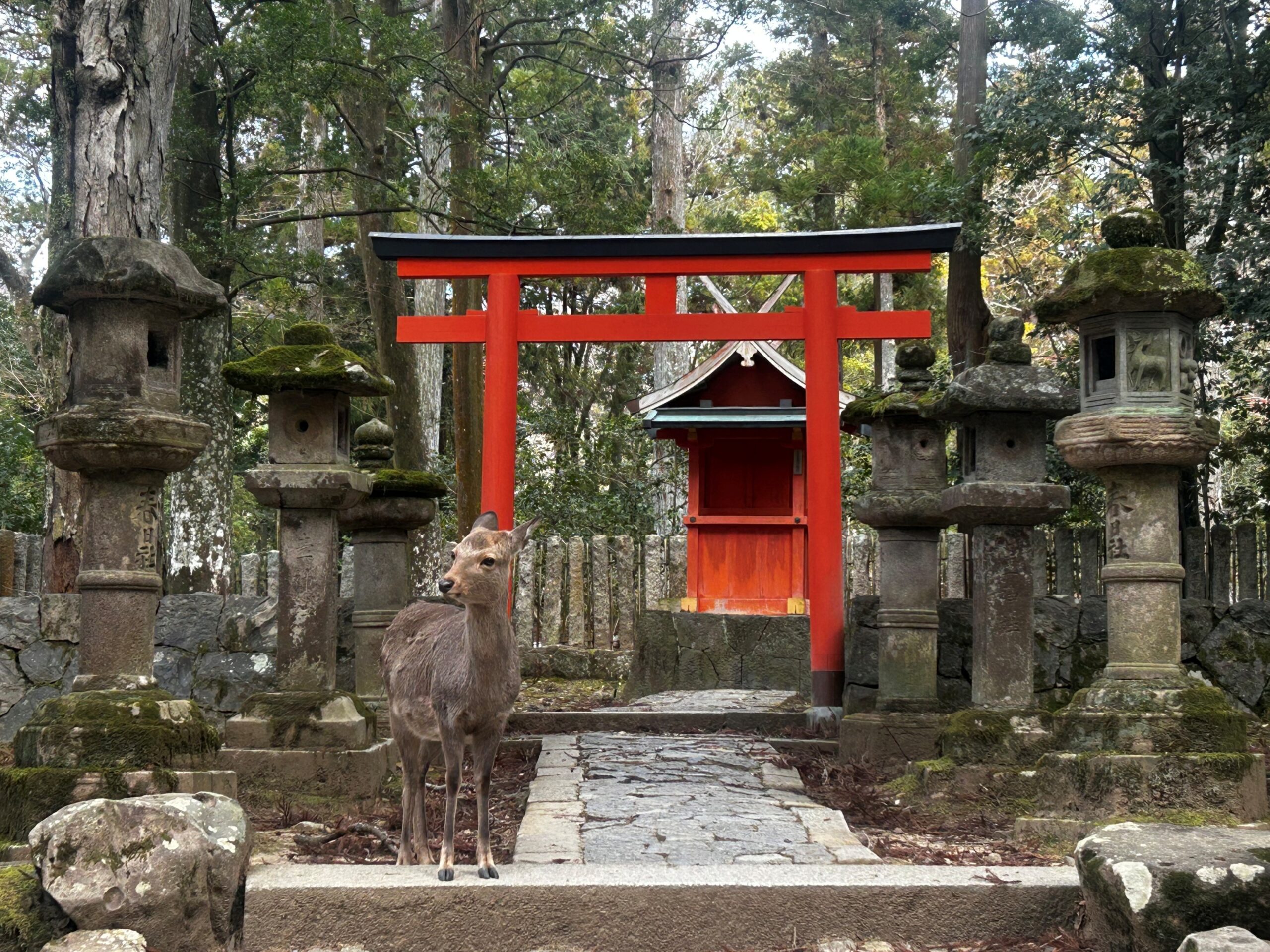 Where the Forests Speak: Pilgrimage, Culture, and the Future of Conservation Storytelling